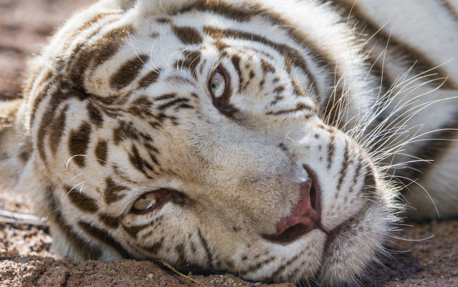 Обои картинки фото ©tambako the jaguar, животные, тигры, кошка, белый, тигр, взгляд, морда