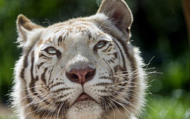 Обои картинки фото ©tambako the jaguar, животные, тигры, взгляд, морда, кошка, белый, тигр