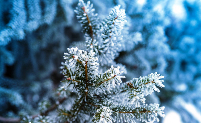Обои картинки фото природа, деревья, ветки, ёлка, зима, снег, хвоя