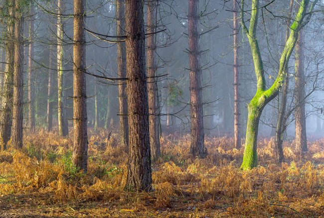 Обои картинки фото природа, лес, england, coughton, англия
