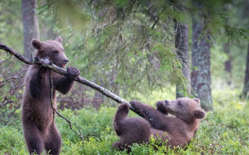 Картинка животные медведи лето природа