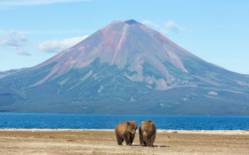 обоя животные, медведи, млекопитающие, вулканы, горы, пейзажи, озеро, простор, природа, россия, камчатка