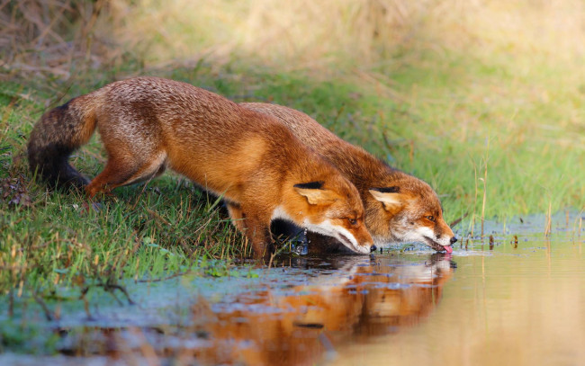 Обои картинки фото животные, лисы, жажда, берег, яркие, лиса, две, склон