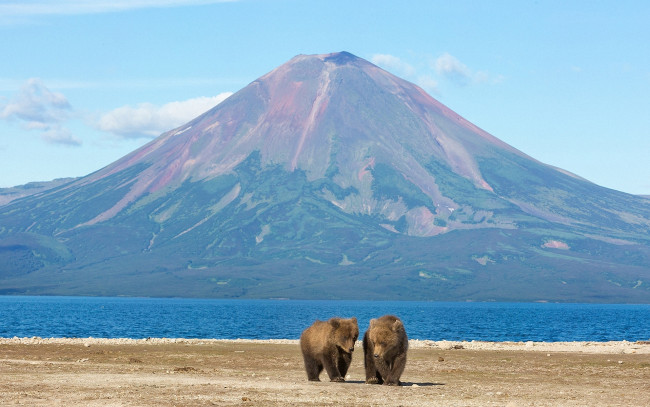 Обои картинки фото животные, медведи, млекопитающие, вулканы, горы, пейзажи, озеро, простор, природа, россия, камчатка