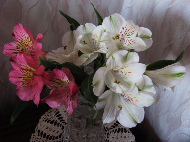 Обои картинки фото цветы, альстромерия, белая, розовая, букет