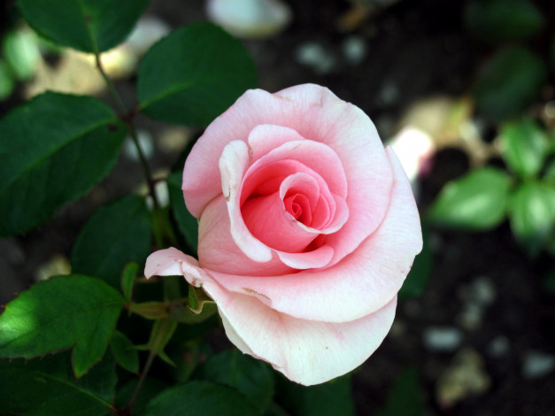Обои картинки фото цветы, розы, бутон, роза, розовая