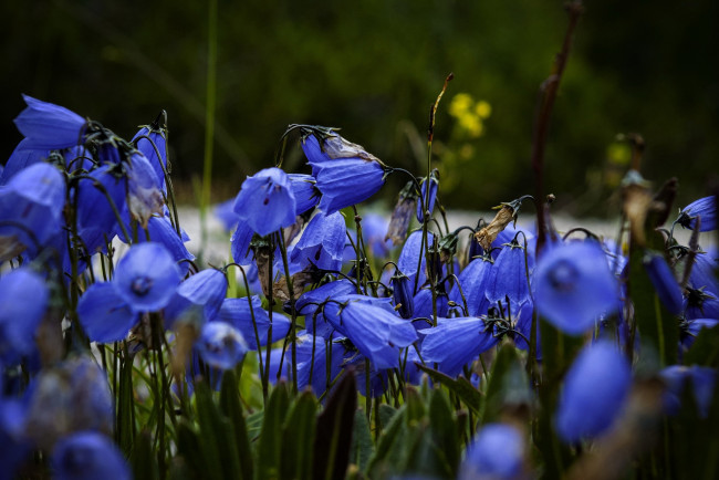 Обои картинки фото цветы, колокольчики, синие
