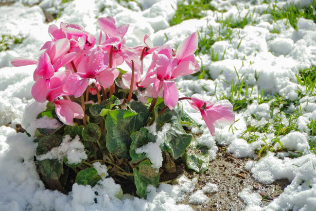 Обои картинки фото цветы, цикламены, снег, розовые, капли