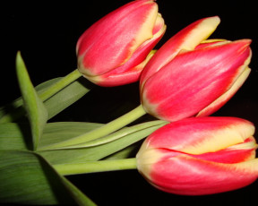 обоя цветы, тюльпаны