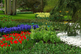 Картинка природа парк ромашки тюльпаны гиацинты деревья нарциссы