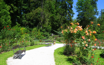 Картинка природа парк деревья дорожка скамейки кусты роз