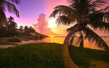 Картинка природа тропики закат