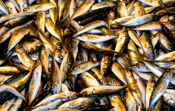 Картинка еда рыба морепродукты суши роллы анчоусы