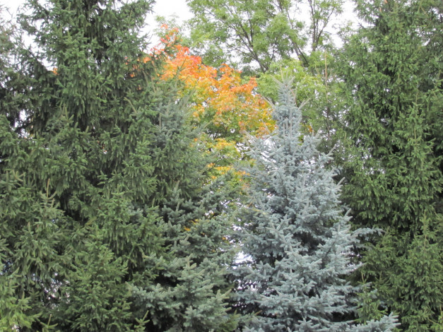 Обои картинки фото природа, деревья, осень, ели, клены