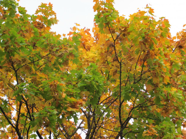 Обои картинки фото природа, деревья, осень, клены