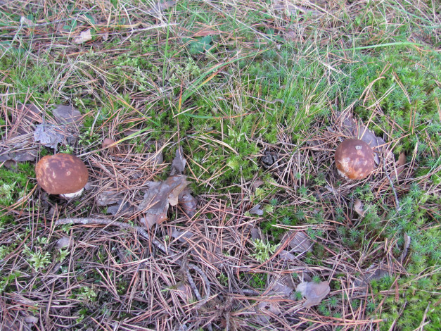 Обои картинки фото природа, грибы, боровики, иголки, трава
