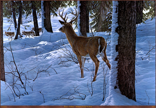 Обои картинки фото ron, parker, whitetail, and, wolves, рисованные, ronald, s, зима, арт, волки, олень, снег, лес