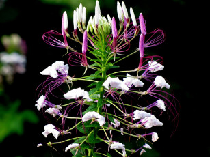 Картинка cleome hassleriana цветы клеомы