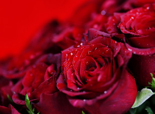 Картинка цветы розы капли макро бутоны