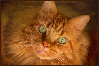 Картинка животные коты взгляд рыжий