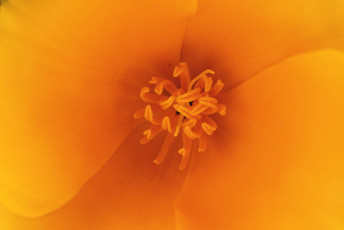 Картинка цветы эшшольция желтый цветок серединка