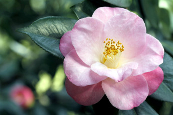 Картинка цветы камелии розовый макро
