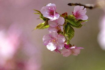 Картинка цветы цветущие деревья кустарники ветка макро