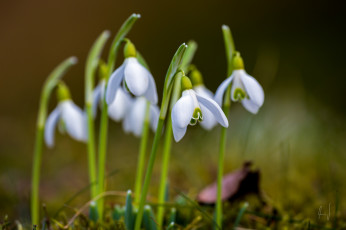 Картинка цветы подснежники белоцветник весна белый