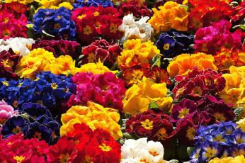 Картинка цветы примулы разноцветный пестрый