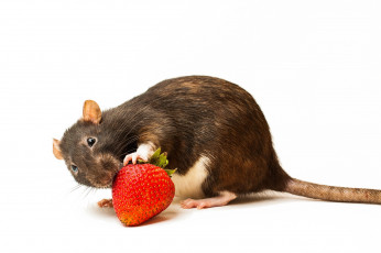 Картинка животные крысы мыши крыса клубника
