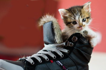 Картинка животные коты котёнок ботинок