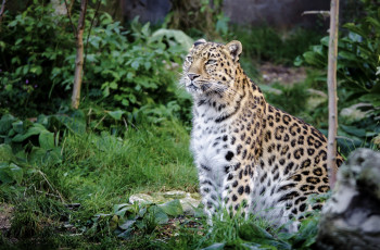Картинка животные леопарды кошка пятна амурский леопард