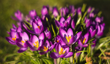 Картинка цветы крокусы фиолетовый