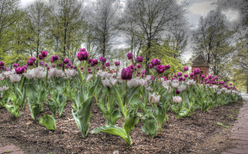 Картинка цветы тюльпаны парк аллея