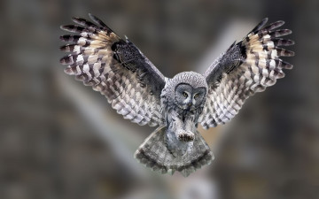Картинка животные совы сова размах крылья полет