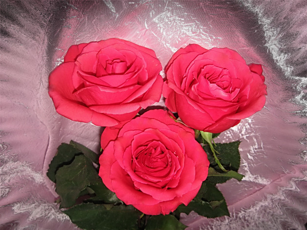 Обои картинки фото цветы, розы, алые