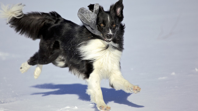 Обои картинки фото животные, собаки, зима, собака, игра, варюшка, снег