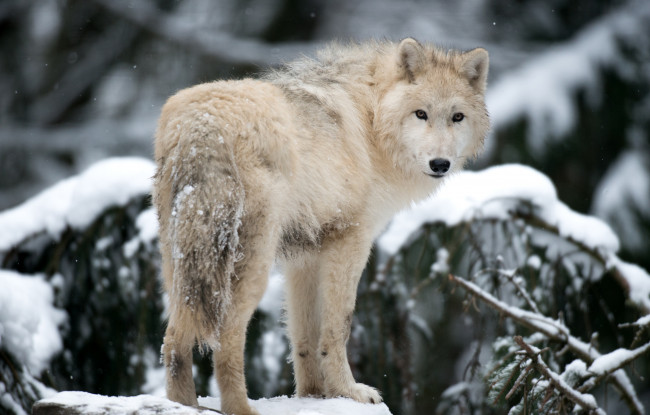Обои картинки фото животные, волки, арктический, волк, взгляд