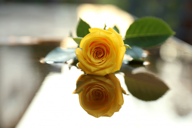 Обои картинки фото цветы, розы, отражение, желтый