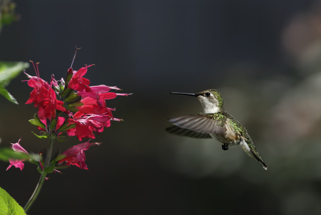 Обои картинки фото животные, колибри, полет, цветы, крылья, кроха