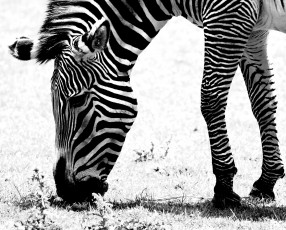 Картинка животные зебры чёрно-белая зебра