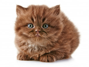 Картинка животные коты британская длинношёрстная кошка котёнок