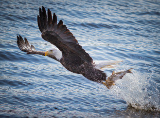 Картинка животные птицы+-+хищники брызги хищник орлан добыча рыба рыбалка полет крылья