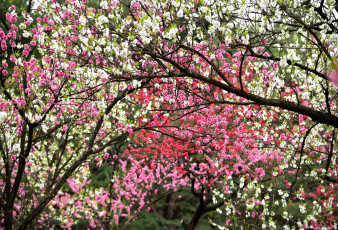 Картинка цветы цветущие+деревья+ +кустарники весна деревья