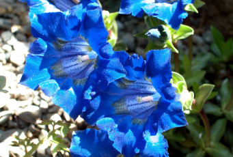 Картинка цветы горечавки синий