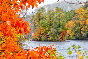 Картинка природа реки озера островок лес река осень
