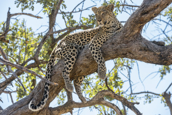 Картинка животные леопарды кошка дерево