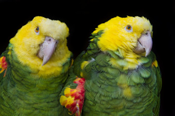 Картинка животные попугаи парочка