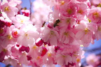 Картинка цветы сакура +вишня пчела весна