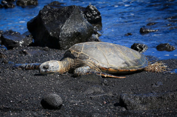 Картинка животные Черепахи берег черепаха
